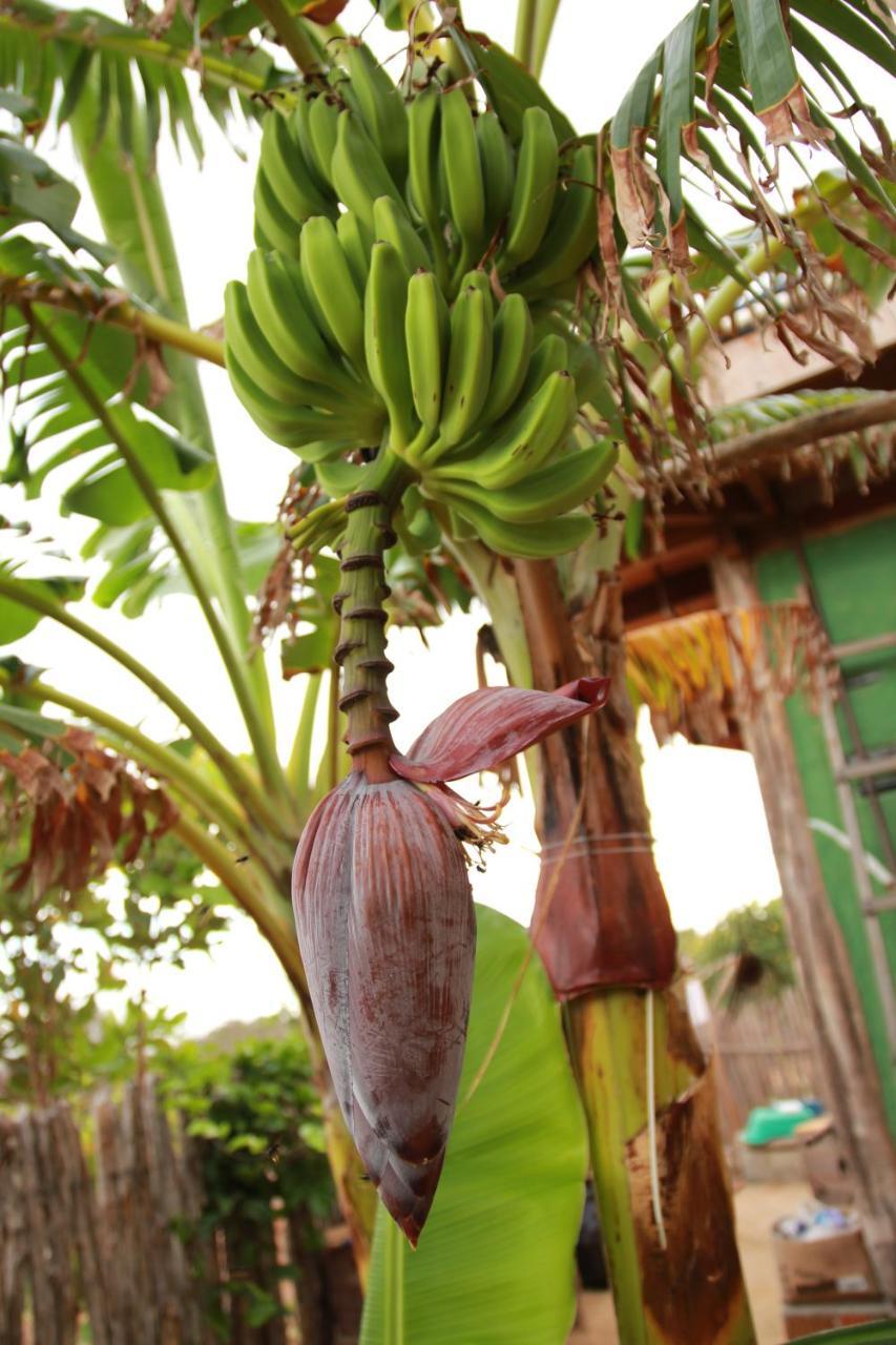 Raizes Eco Hostel Barra Grande  Luaran gambar